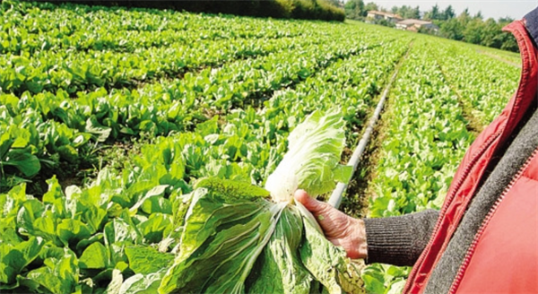 Dove vanno le politiche agricole? All’Happening delle Cooperative fari accesi sull’agricoltura sostenibile